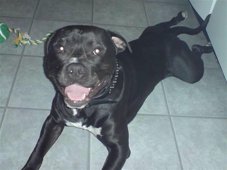 Blanding af racer Falko - Det er dejligt, at ligge som en baby :-) billede 2