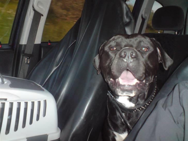 Blanding af racer Falko - Altid glad :) billede 3