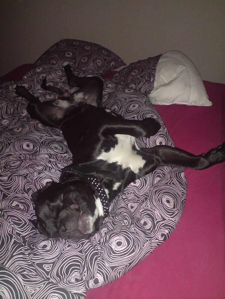 Blanding af racer Falko - Man sover nu bedst i mors seng :-) billede 4