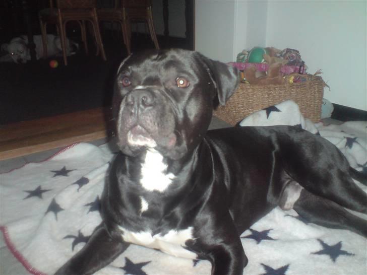 Blanding af racer Falko - Hvem? Hvad? Hvor? billede 5