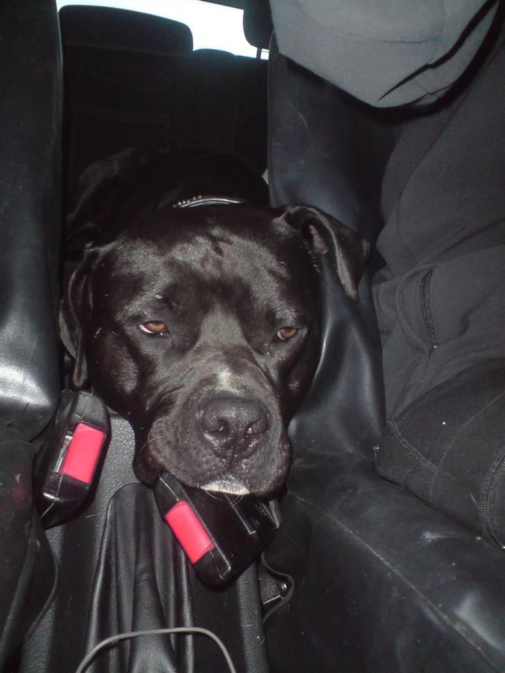 Blanding af racer Falko - Man bliver nogen gange træt, når man kører bil :-) billede 6