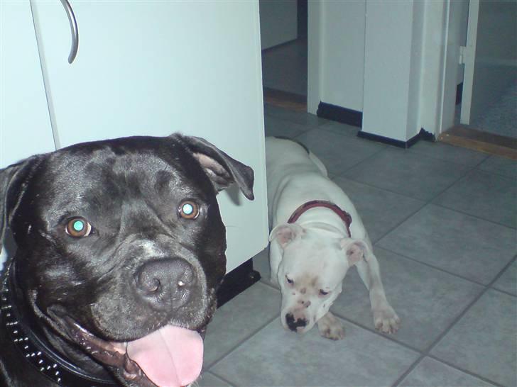 Blanding af racer Falko - HALLØØØØØJ :-) billede 7