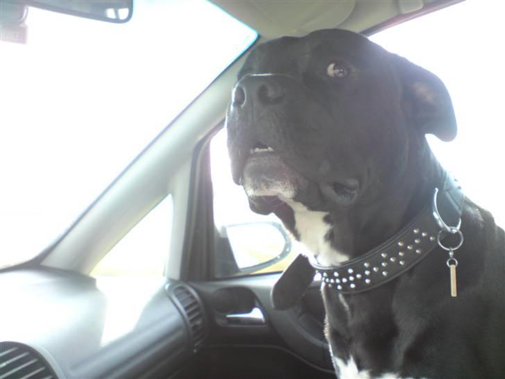 Blanding af racer Falko - Uha det er spændende..... billede 8