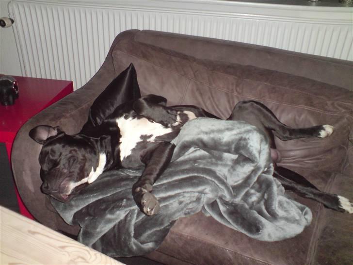 Blanding af racer Falko - Sofaen er nu heller ik dårlig at znorke på :-) billede 9