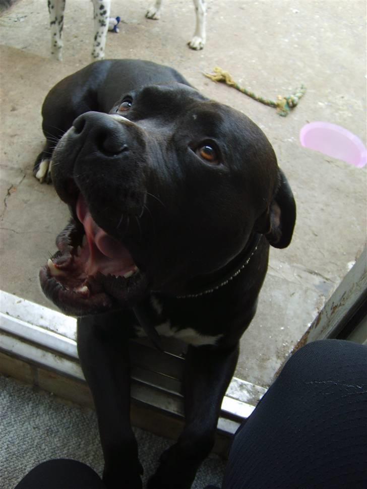 Blanding af racer Falko - Faaaaaaarlig hund :) billede 10