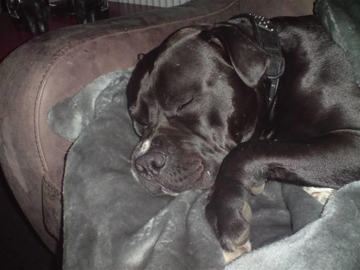 Blanding af racer Falko - ZzzzZZZzZZZzzzzZZZZzZzz billede 11