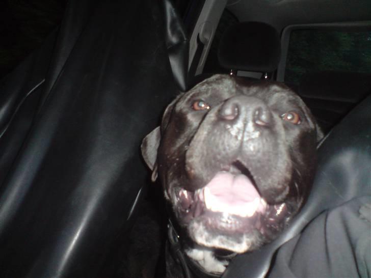 Blanding af racer Falko - Sikken dejlig dag det er idag :-) billede 12