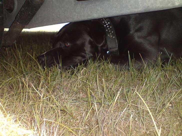 Blanding af racer Falko - Der er dejligt koldt her under campingvognen :-) billede 13