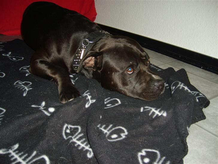 Blanding af racer Falko - Så ligger jeg bare lige her...... :) billede 14