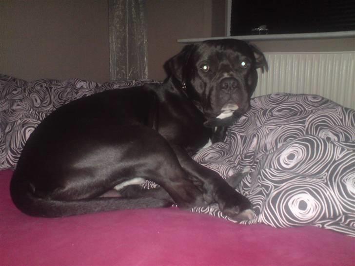 Blanding af racer Falko - Sagde du noget? billede 15