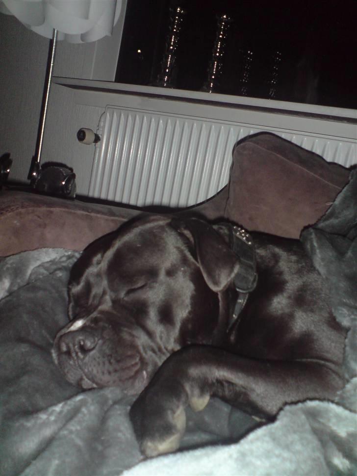 Blanding af racer Falko - Hvem sagde kronisk træt? :) billede 16