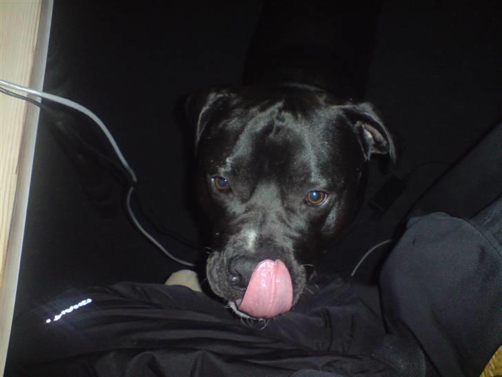 Blanding af racer Falko - Mor, jeg vil gerne dele din mad med mig :-) billede 17