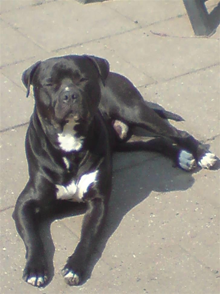 Blanding af racer Falko - Så ligger jeg lige og solbader lidt :-) billede 18