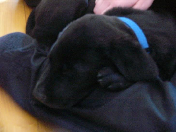 Labrador retriever Zacko - Nu er jeg blevet 11 uger gammel billede 4