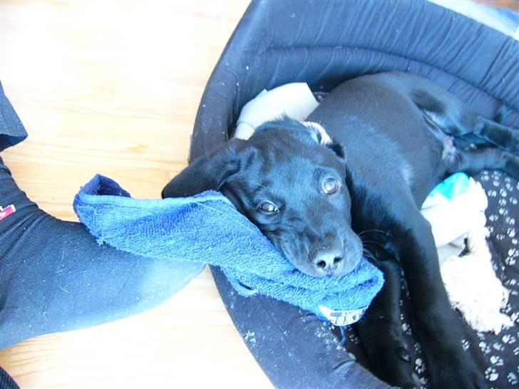 Labrador retriever Zacko billede 5