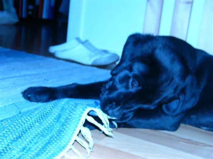 Labrador retriever Zacko billede 6