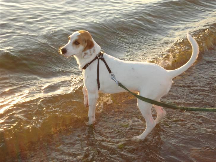 Blanding af racer Bimle billede 9