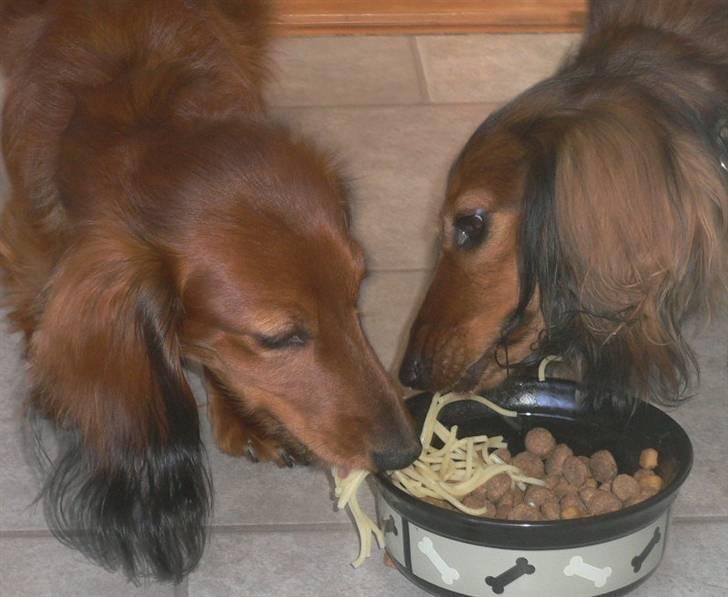 Dværggravhund Emma Himmelhund   - Lady og Vagabonden /// nej   :)  Anton og Emma billede 17