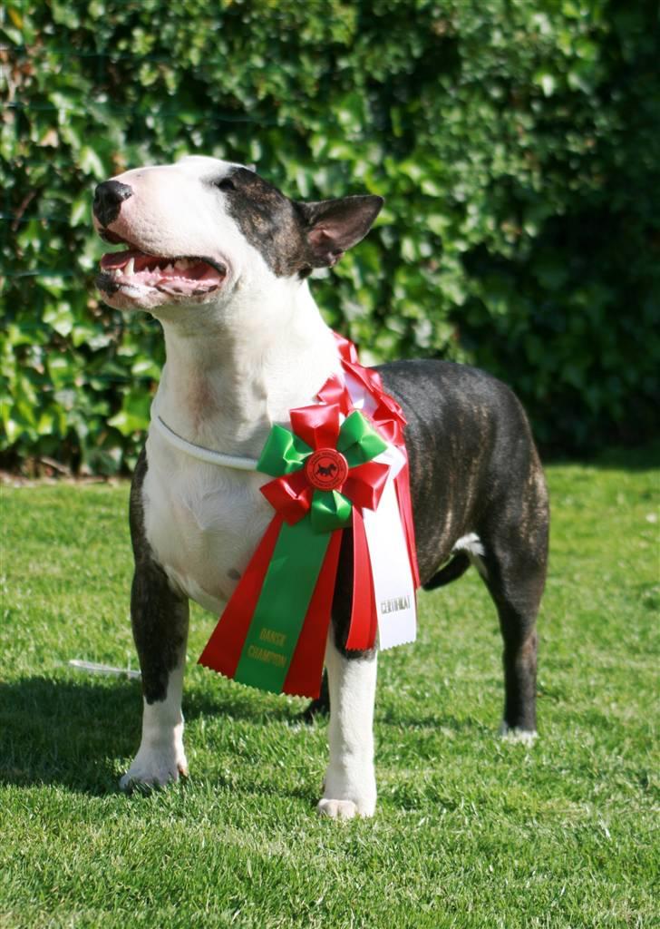 Bullterrier                       LEO - Leo Dansk Champion d. 1 juni 2008 billede 20