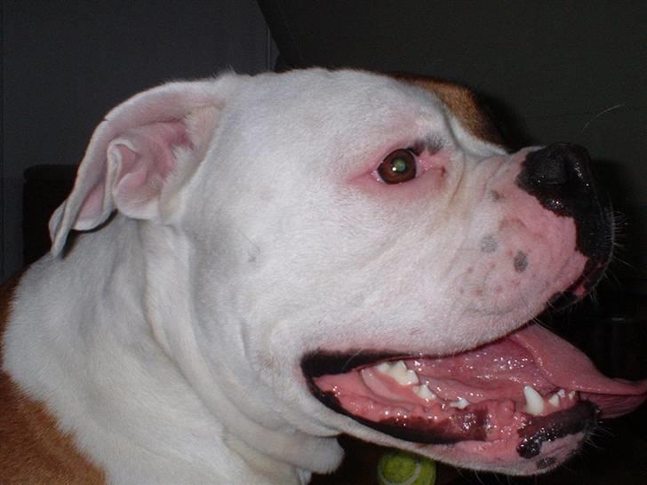 Amerikansk bulldog RIP - Eriksson Sir Peppe billede 16