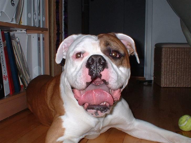 Amerikansk bulldog RIP - Eriksson Sir Peppe billede 17