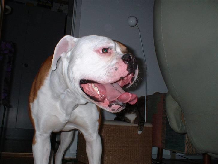 Amerikansk bulldog RIP - Eriksson Sir Peppe billede 18
