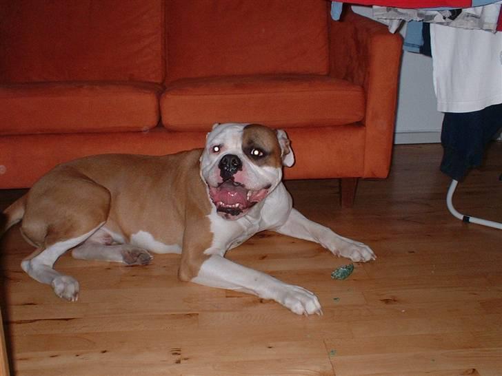 Amerikansk bulldog RIP - Eriksson Sir Peppe billede 19