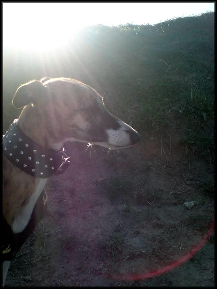 Whippet Yessi - Se, jeg har fået en lille ven... meget lille.... billede 11