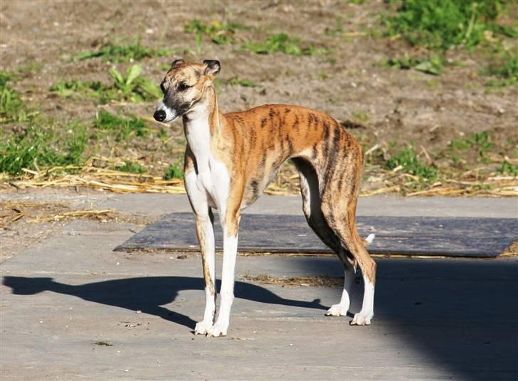 Whippet Yessi - ...og han elsker at sove...lige som mig.... billede 12