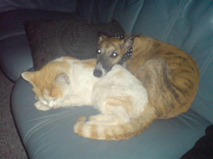 Whippet Yessi - Er vi ikke sød sammen? billede 13