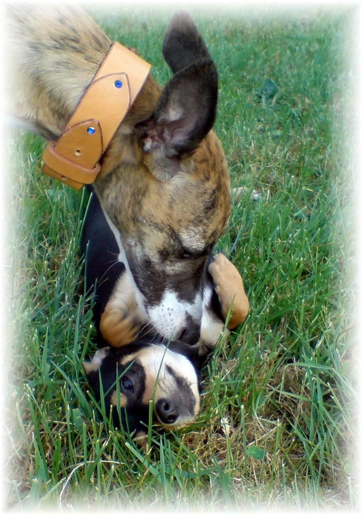 Whippet Yessi - Lige ude i haven for at lege lidt.  :) billede 14