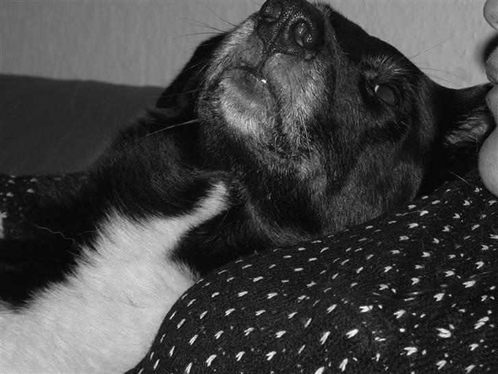 Border collie †R.I.P kvinto† - †R.I.P † jeg savner og elsker dig† billede 2
