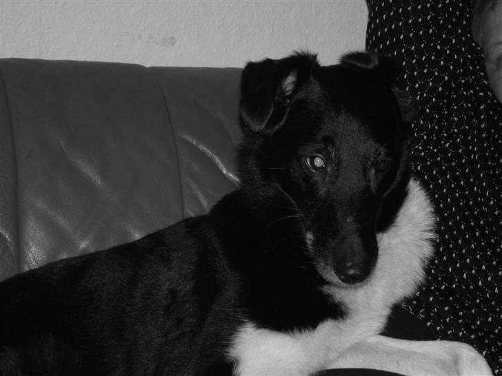 Border collie †R.I.P kvinto† - se hvor smuk han var billede 3