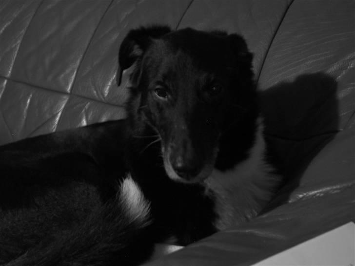 Border collie †R.I.P kvinto† - han var jo skønheden selv billede 4