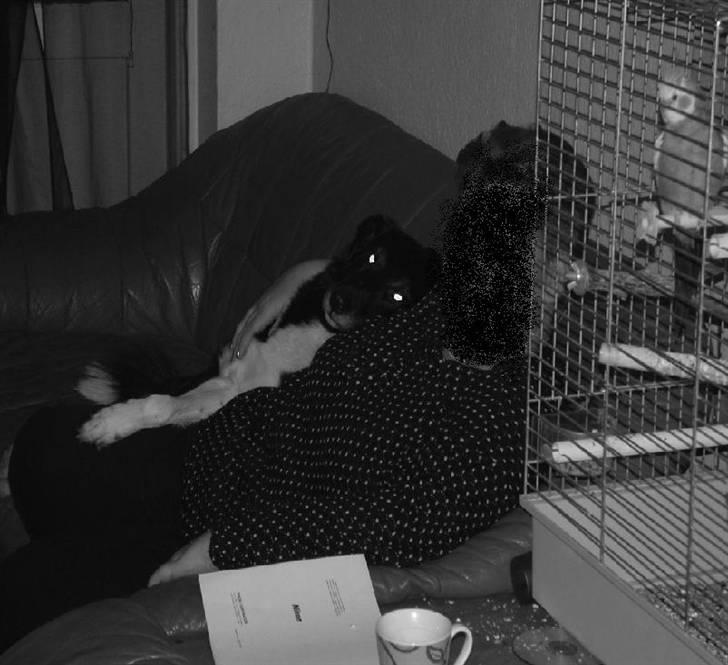 Border collie †R.I.P kvinto† - I LOVE YOU†R.I.P† billede 5