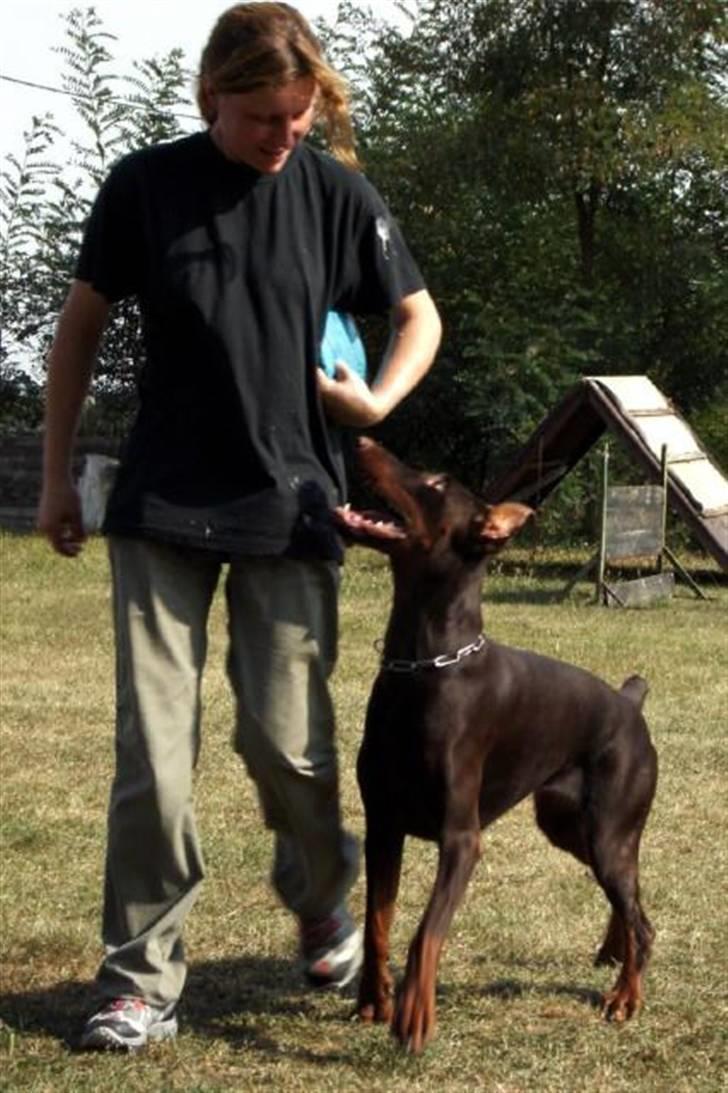 Dobermann Ch. Sant Kreal Russian Rubin - Silvia træner med Davida i Serbien ;o) billede 16