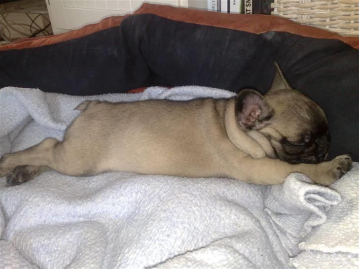 Fransk bulldog Asia billede 8