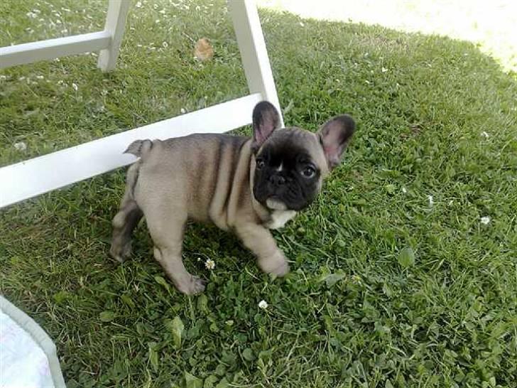 Fransk bulldog Asia billede 9