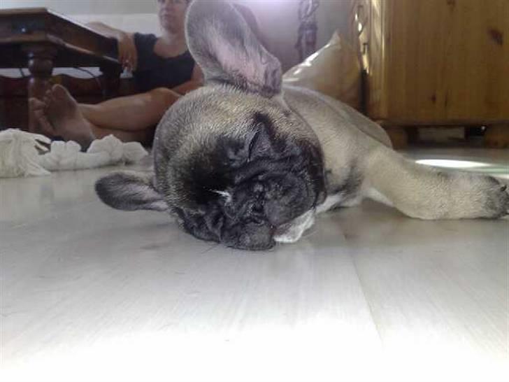 Fransk bulldog Asia billede 10