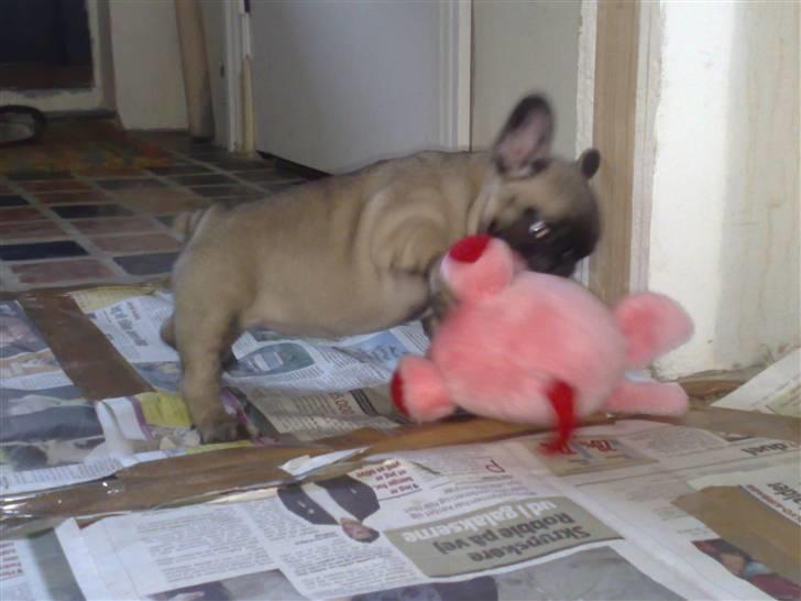 Fransk bulldog Asia billede 11