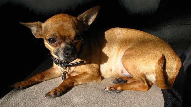 Chihuahua Duddi billede 10