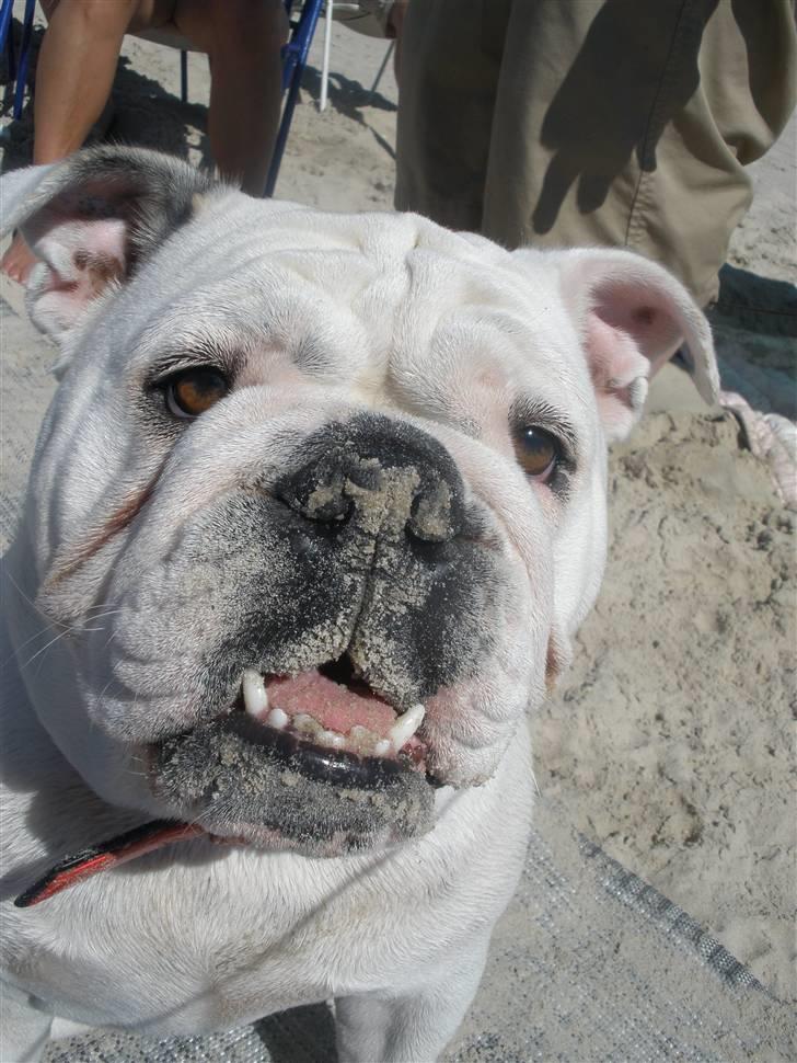 Engelsk bulldog Szhirley - Dejlig strandtur.. Mmm sandet smager dejligt ;) billede 1
