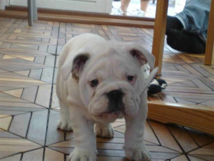 Engelsk bulldog Szhirley - 8 uger, er jeg ikke sød? billede 2