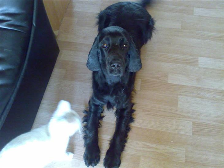 Cocker spaniel Max - Mors lille putte gris. billede 1