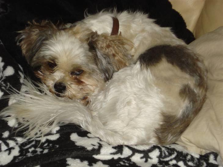 {{currentPhoto.altText}} billede {{currentPhoto.number}}