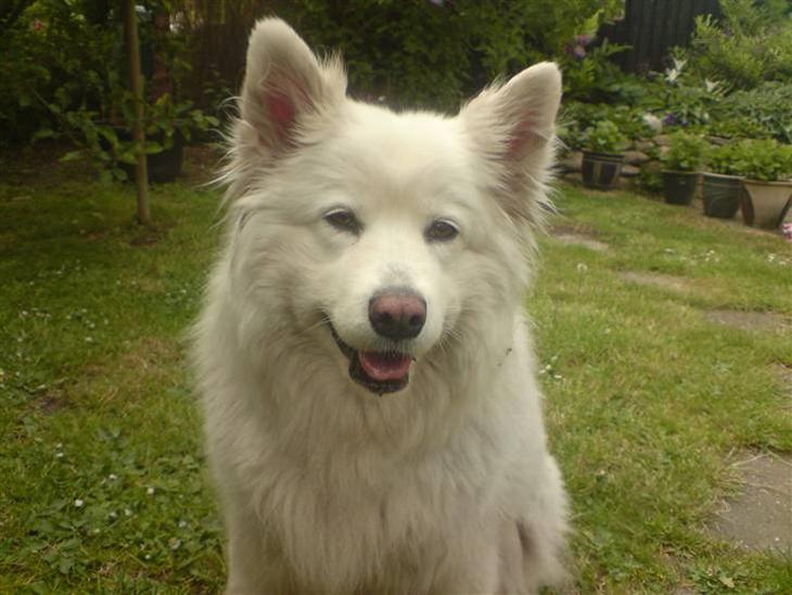 {{currentPhoto.altText}} billede {{currentPhoto.number}}