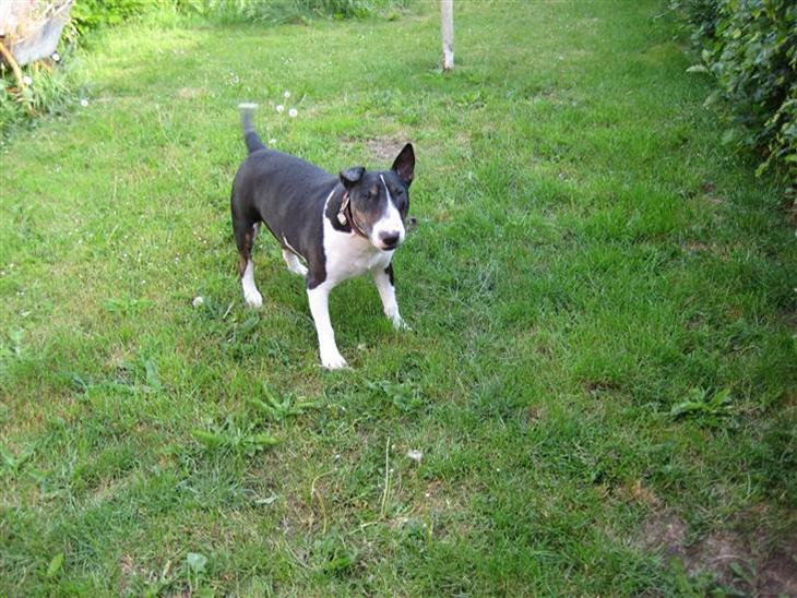 {{currentPhoto.altText}} billede {{currentPhoto.number}}