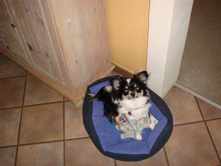 {{currentPhoto.altText}} billede {{currentPhoto.number}}