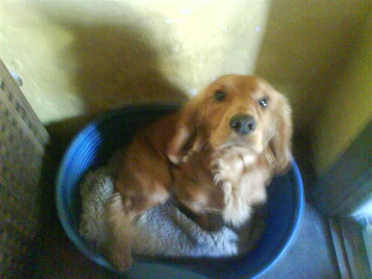 Cocker spaniel Alf - deejlig hund billede 1