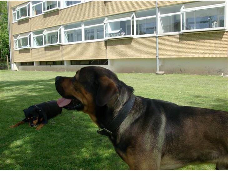 {{currentPhoto.altText}} billede {{currentPhoto.number}}